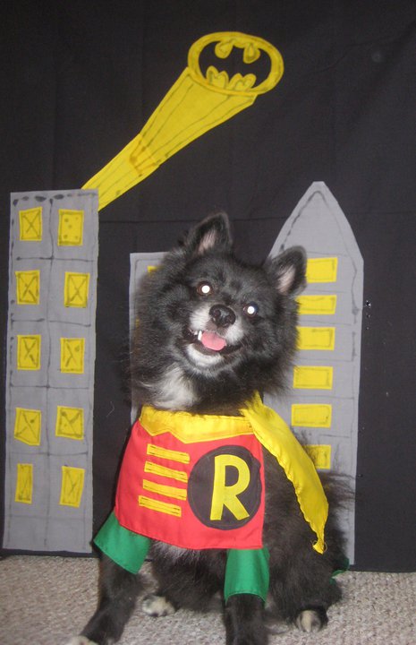Niko, a very good dog and an excellent prospective adventurer